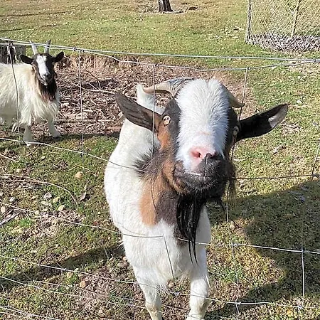 فندق مبيت وإفطار Du Merle Illats