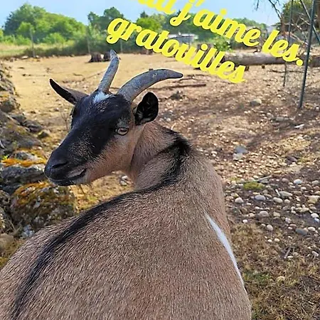 Du Merle 3*